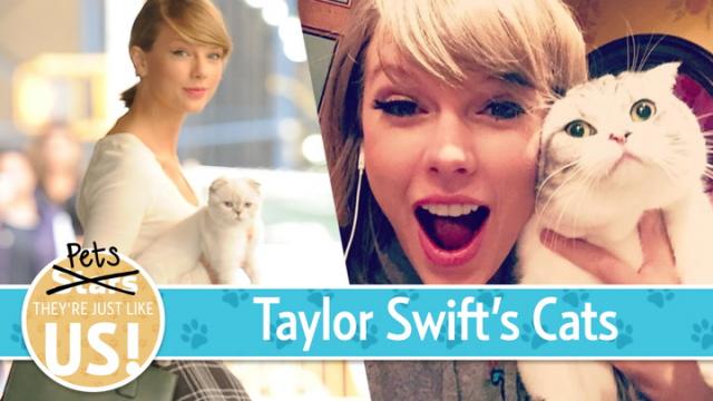 What Should Taylor Swift's Cat Olivia Benson Be For Halloween